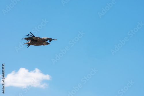 Fototapeta griffon vulture flying over the blue sky