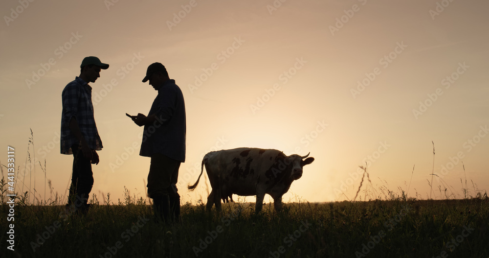 Two farmers work in the pasture, use a tablet. A cow grazes in the background, silhouettes at sunset - obrazy, fototapety, plakaty 