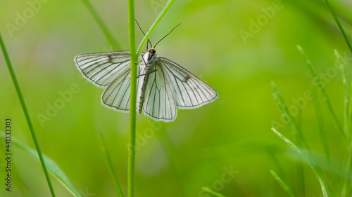 Large butterfly with rigid wings with a distinct black nervatura. White beautiful butterfly Aporia crataegi on the green grass. macro nature, insect close-up. summer time. Usually inhabits dry meadows