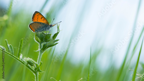 Small copper, Lycaena phlaeas. Lycaenidae, orange butterfly, insect. Perching on grass. Copper Butterfly, perched on a of field plant. macro nature, insect in the meadow. sitting in the green grass.