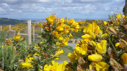 Prickly Gorse Hedges flora in abundance at Wicklow mountains photo