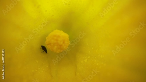 Meligethinae walk into a zucchini flower photo