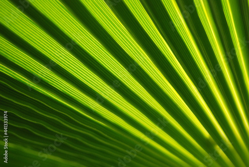 VISTA MACRO EN PRIMER PLANO DE UNA HOJA DE PALMA