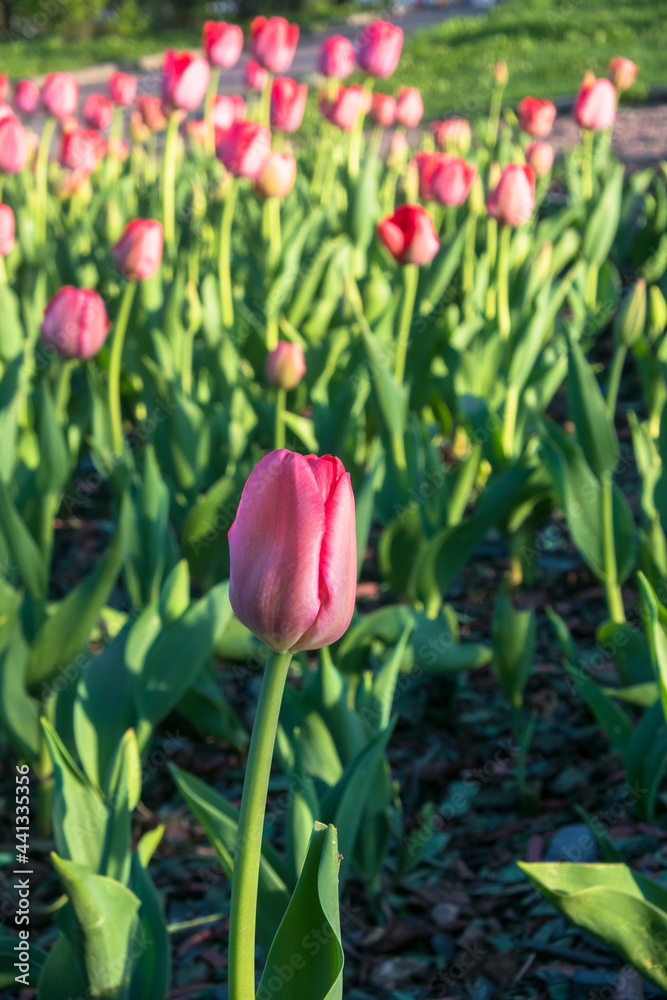 beautiful red and pink tulips on a flower bed.flowers illuminated by the rays of the setting spring sun beautiful red and pink tulips on a flower bed.flowers illuminated by the rays of the setting spring sun