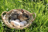 young easter bunny sitting in a basket with eggs