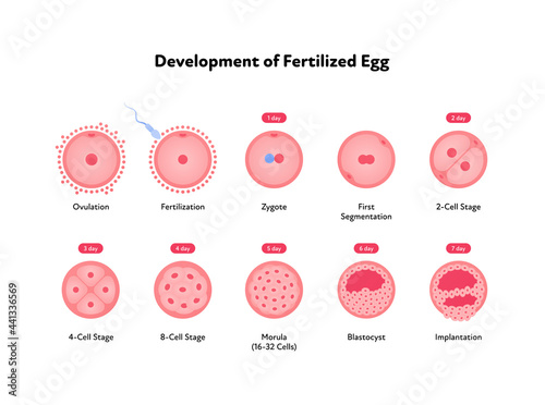 Early human development health care infographic. Vector flat medical illustration. Icon of stages of egg fertilizacion process from ovulation to implantation isolated on white background. photo