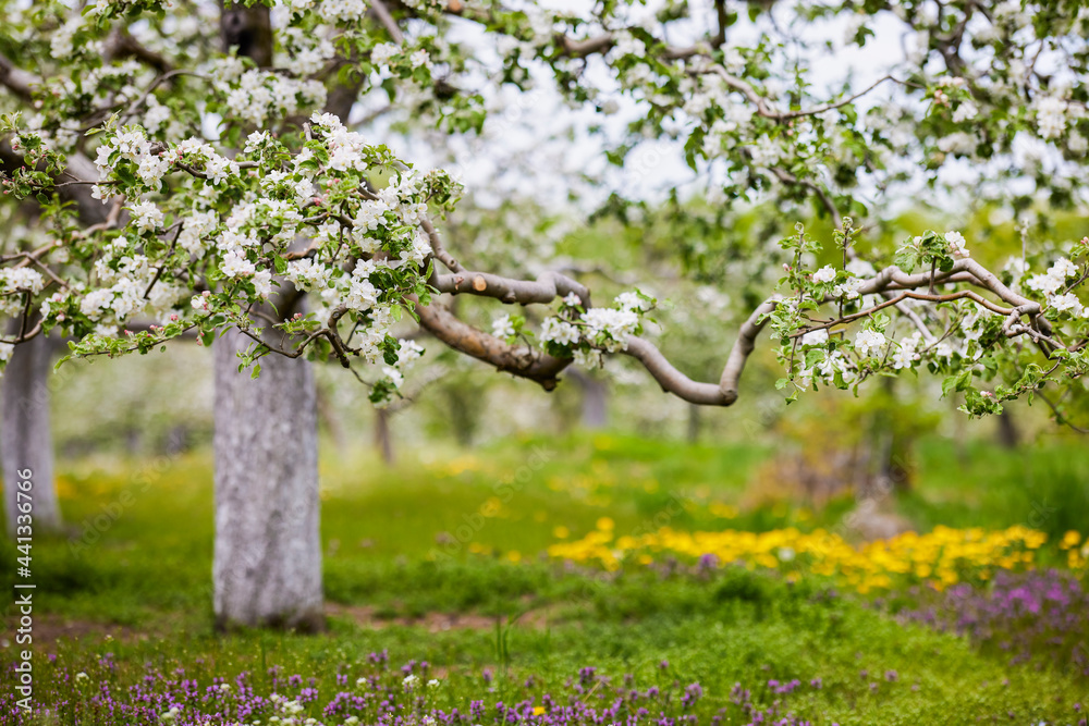 Fototapeta premium Beautiful flowering flowers of some trees in spring
