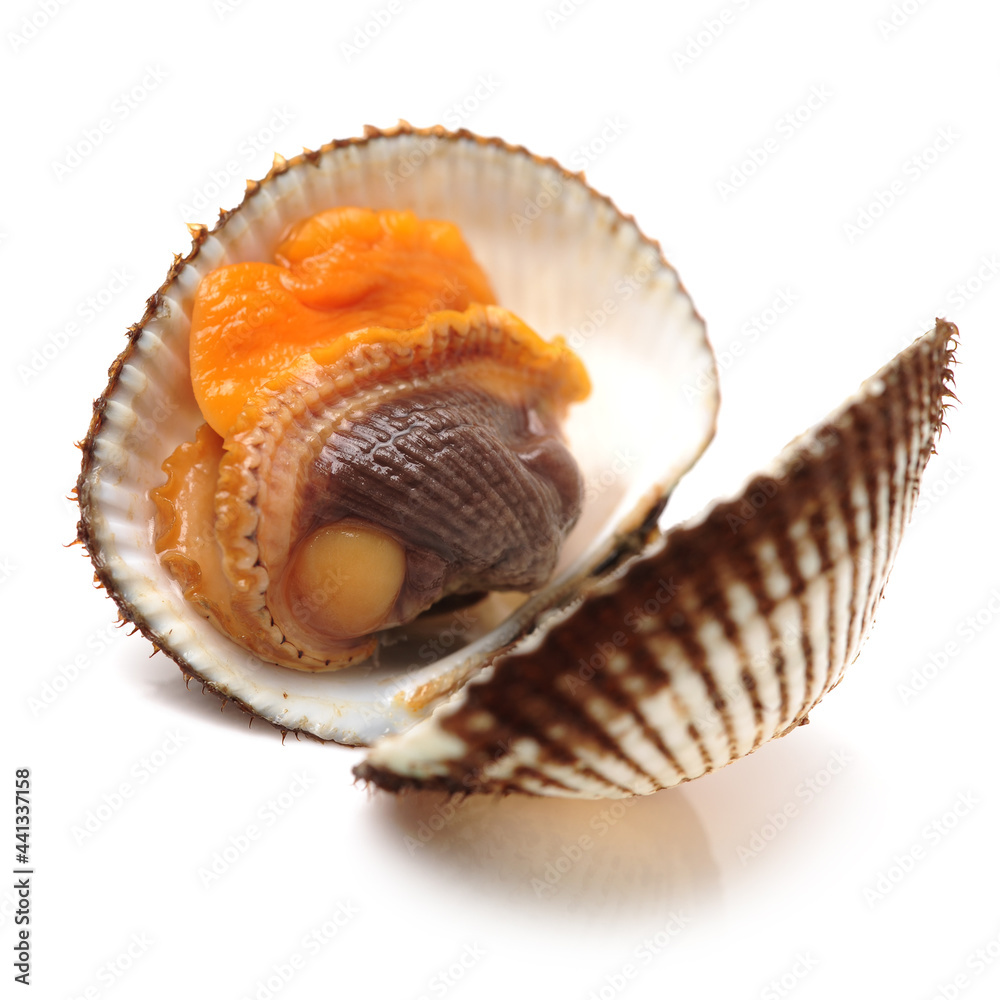 scapharca subcrenata on white background. scapharca subcrenata on white background.