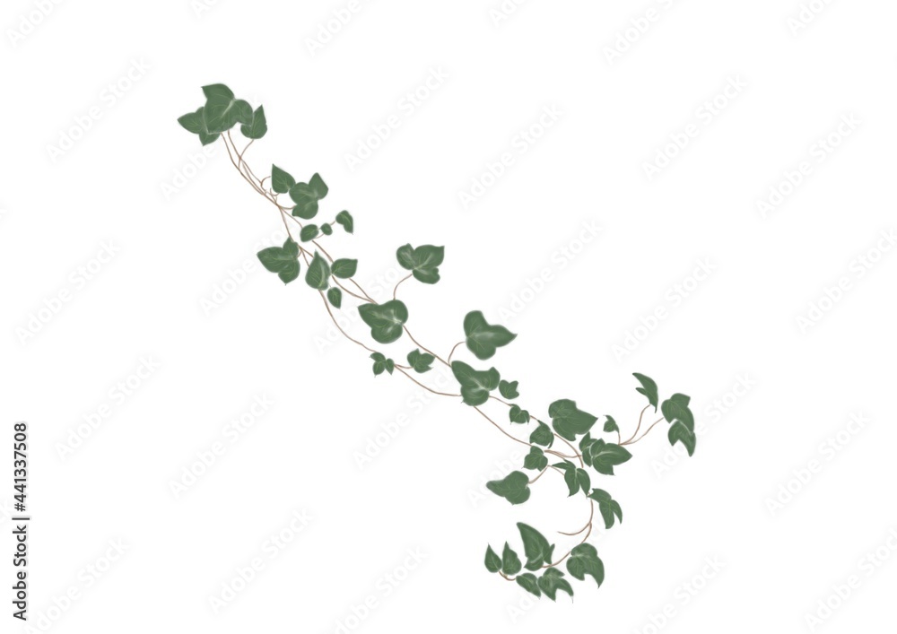 蔦の観葉植物 蔦の観葉植物