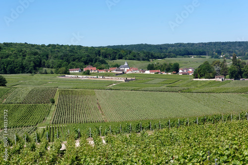 Fototapeta Naklejka Na Ścianę i Meble -  Vineyards in the hills of the Reims mountain regional nature park. Ludes village