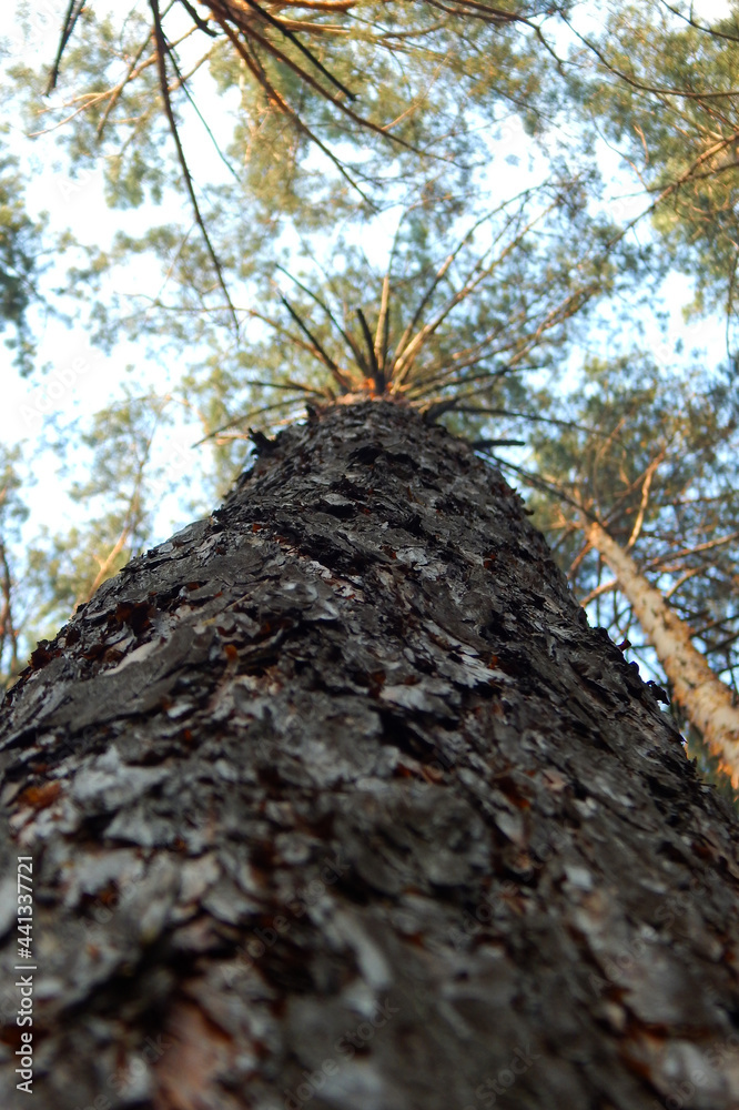 Bark Of Tall Pine Tree Lower Point Of View Bark Of Tall Pine Tree Lower Point Of View