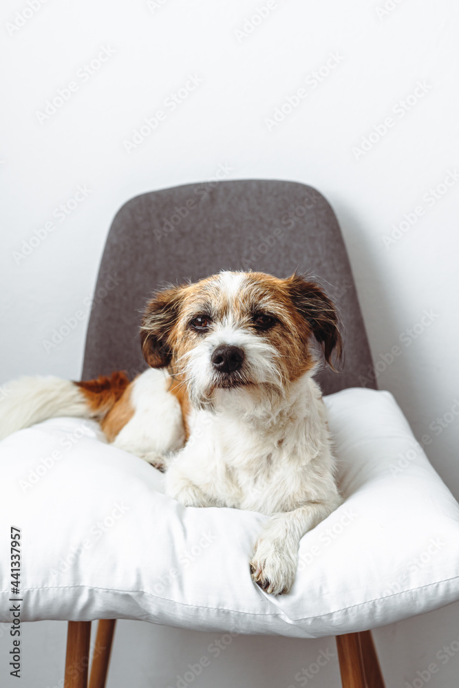 Kleiner Terrier Hund liegt auf einem weißen Kissen auf einem grauen Stuhl. Hygge, modern, weißer Hintergrund. Kleiner Terrier Hund liegt auf einem weißen Kissen auf einem grauen Stuhl. Hygge, modern, weißer Hintergrund.