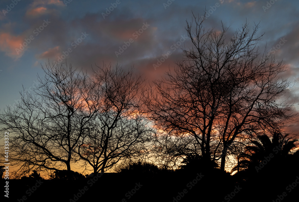 Winter Trees Sunset Winter Trees Sunset