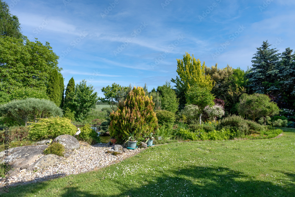 summer garden with conifer trees