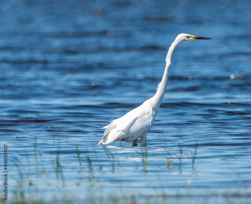 Great White Egret at a Wetland Lake in Latvia Great White Egret at a Wetland Lake in Latvia
