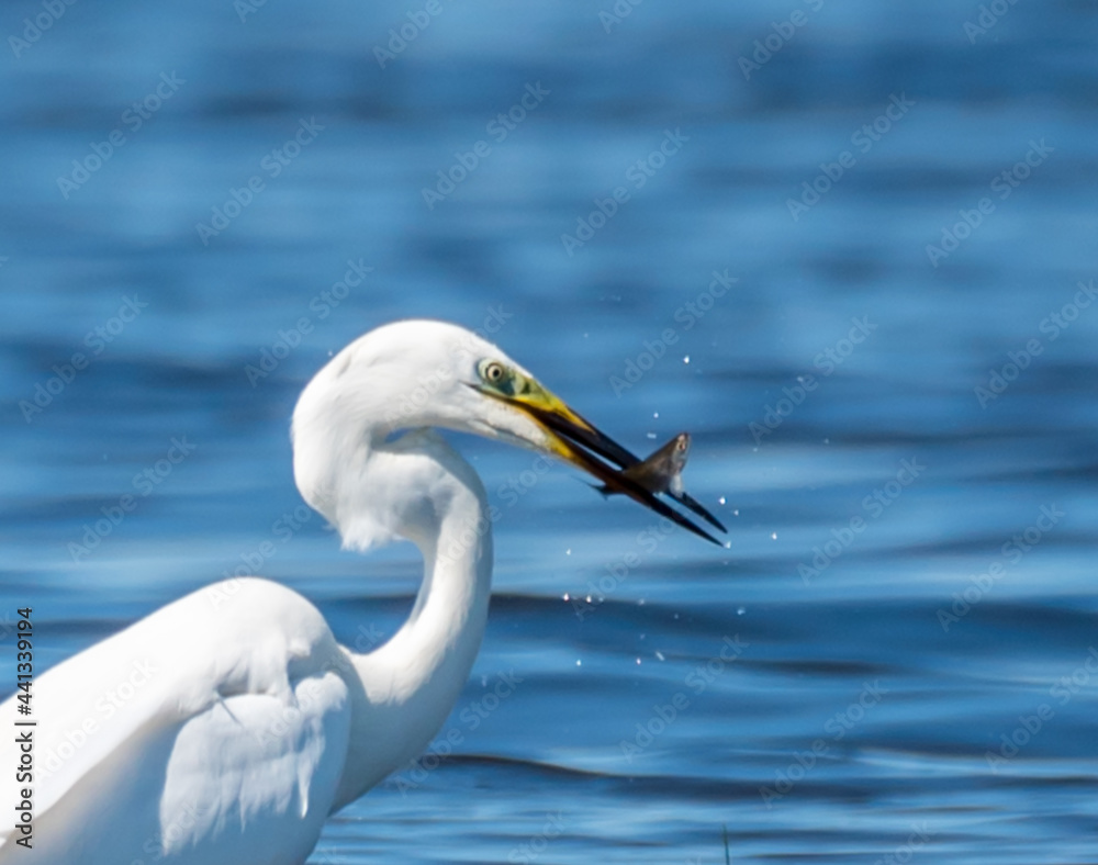 Great White Egret at a Wetland Lake in Latvia Eating Fish Great White Egret at a Wetland Lake in Latvia Eating Fish