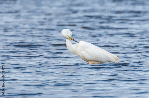 Great White Egret at a Wetland Lake in Latvia