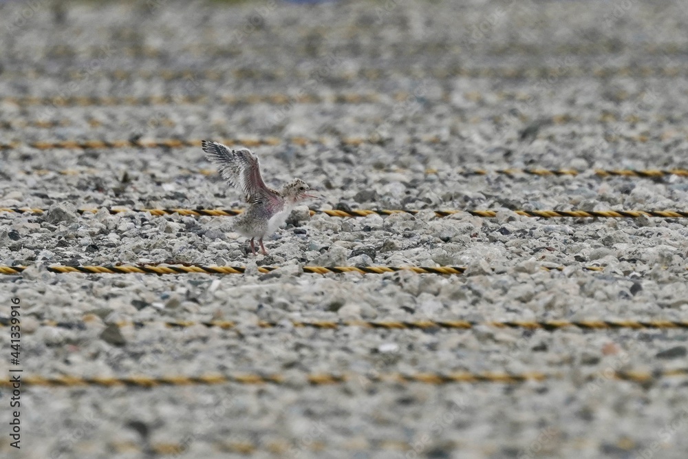 little tern is parenting in the parking lots little tern is parenting in the parking lots