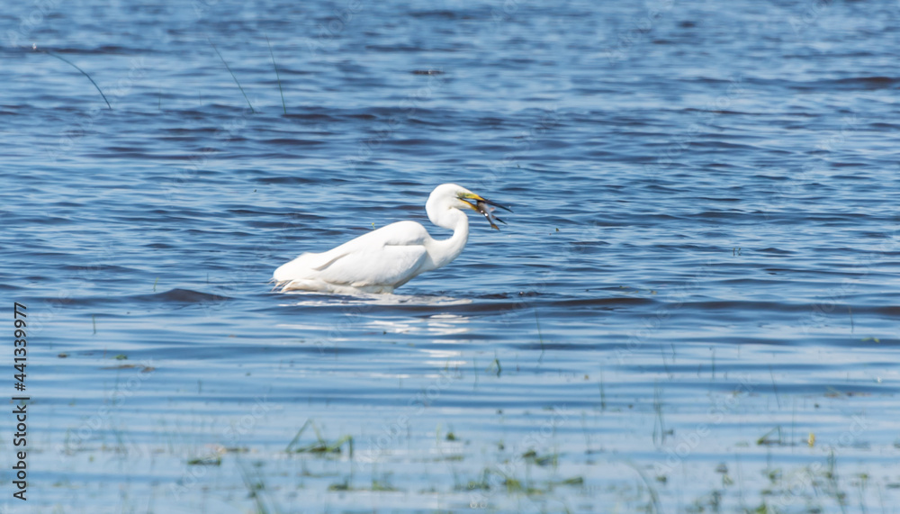 Great White Egret at a Wetland Lake in Latvia Eating Fish Great White Egret at a Wetland Lake in Latvia Eating Fish
