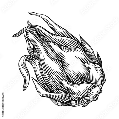 Pitaya or dragon fruit. Hand drawn vector illustration isolated on white background.