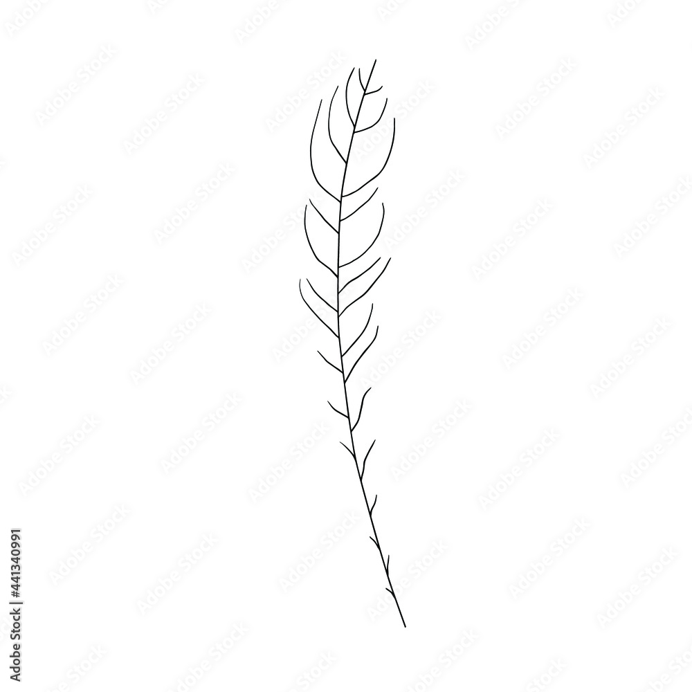 A sprig of a plant. Vector element for the design.