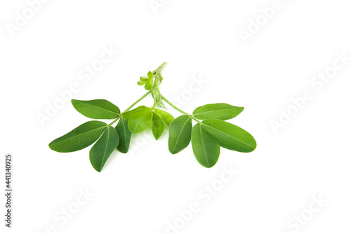 Peanut leaves isolated on white background.