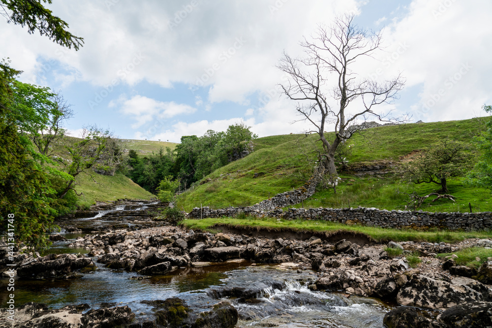 Lonely tree at Ingleton Waterfalls Trail in the UK Lonely tree at Ingleton Waterfalls Trail in the UK