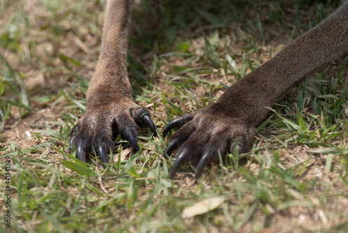 カンガルーの手