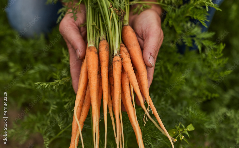 Gardener demonstrating fresh organic carrots - obrazy, fototapety, plakaty 