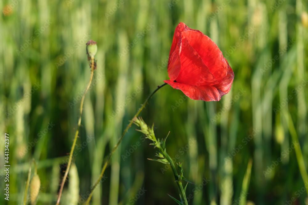 Obraz premium Close-up of a lonely lovely bright red poppy flower against a blurry background of a summer field.