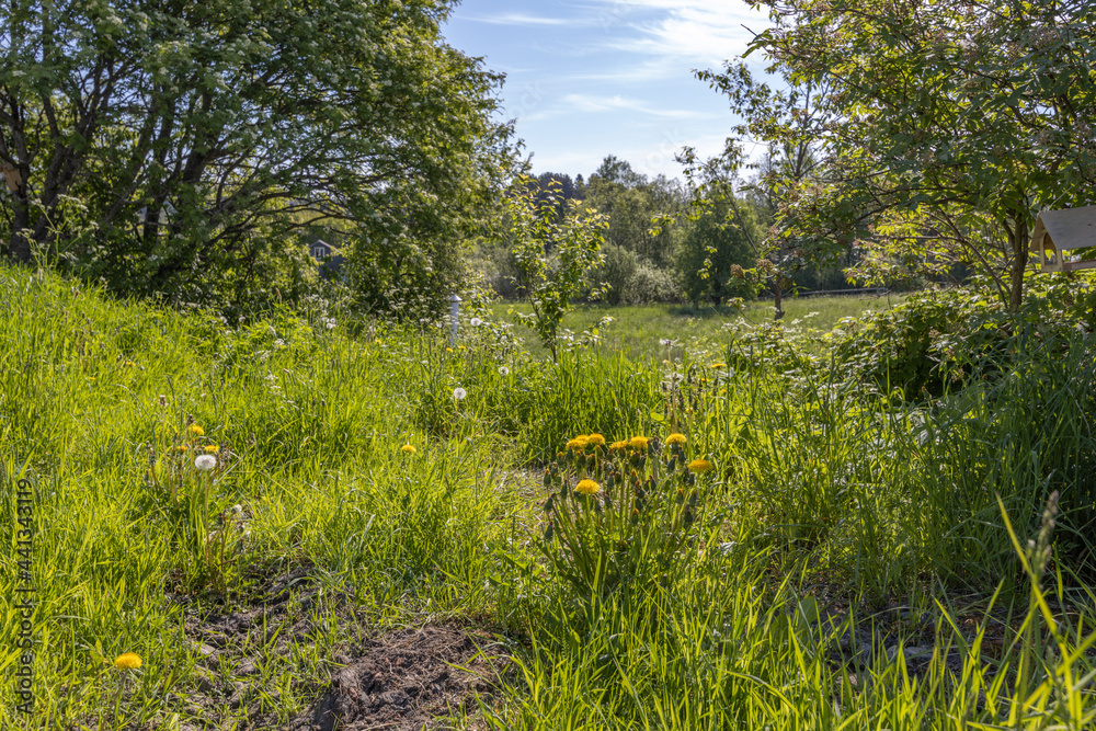 Summer landscape. bright greenery, grass bushes and trees. The grass in the foreground Summer landscape. bright greenery, grass bushes and trees. The grass in the foreground