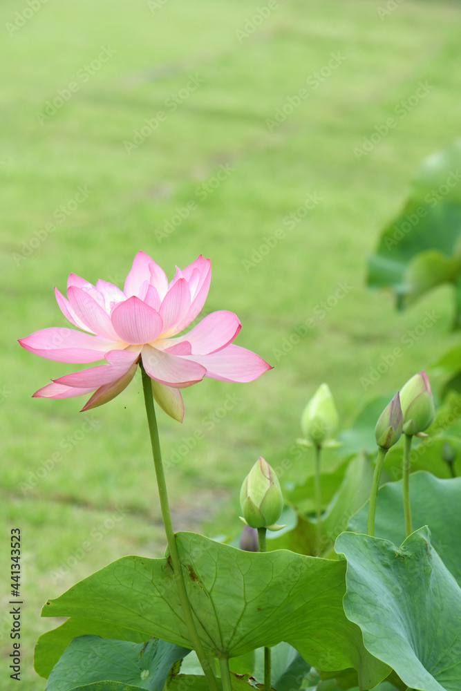 ハスの花