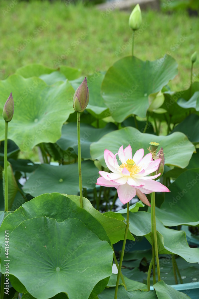 ハスの花 ハスの花