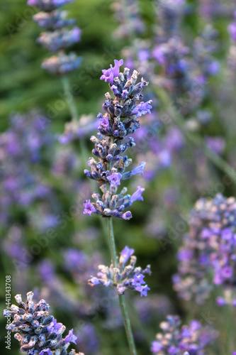 Ramo di lavanda