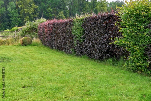 Photos Purple beech hedge (Fagus Sylvatica)