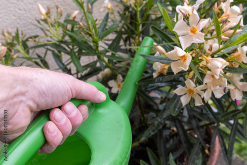 Woman's hand pours an oleander with a green watering can 
