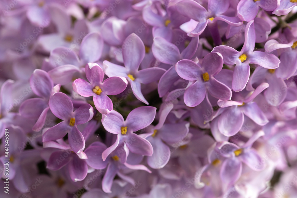 flowers flowers
