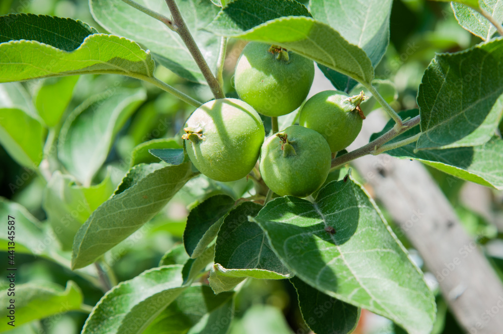 young small green apples on a branch young small green apples on a branch