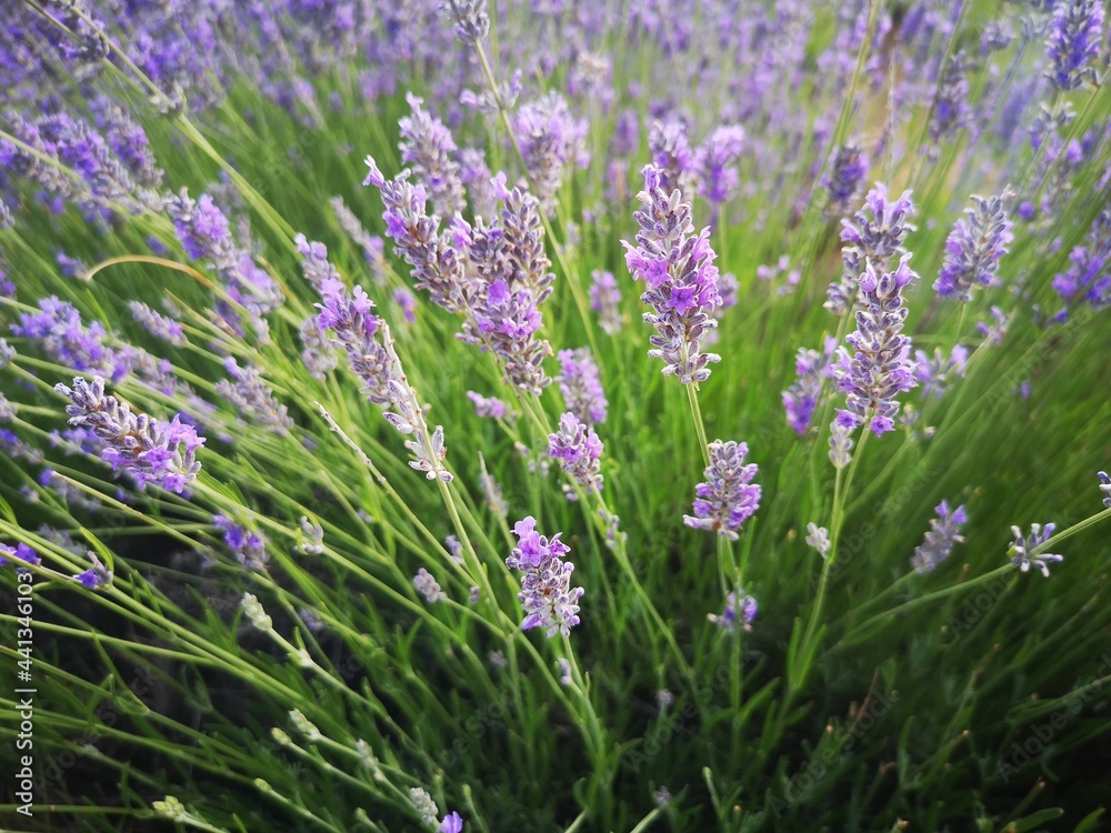 Naklejka premium Lavanda
