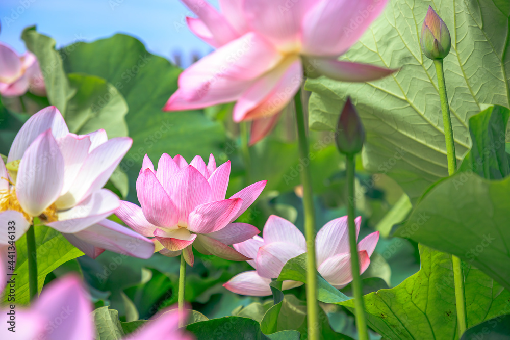 大賀ハス 吉野ヶ里遺跡 佐賀県神埼郡 Lotus flower Yoshinogari ruins Saga-ken Kanzaki-gun 大賀ハス 吉野ヶ里遺跡 佐賀県神埼郡 Lotus flower Yoshinogari ruins Saga-ken Kanzaki-gun