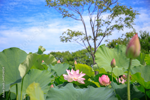 大賀ハス　吉野ヶ里遺跡　佐賀県神埼郡　Lotus flower Yoshinogari ruins Saga-ken Kanzaki-gun photo