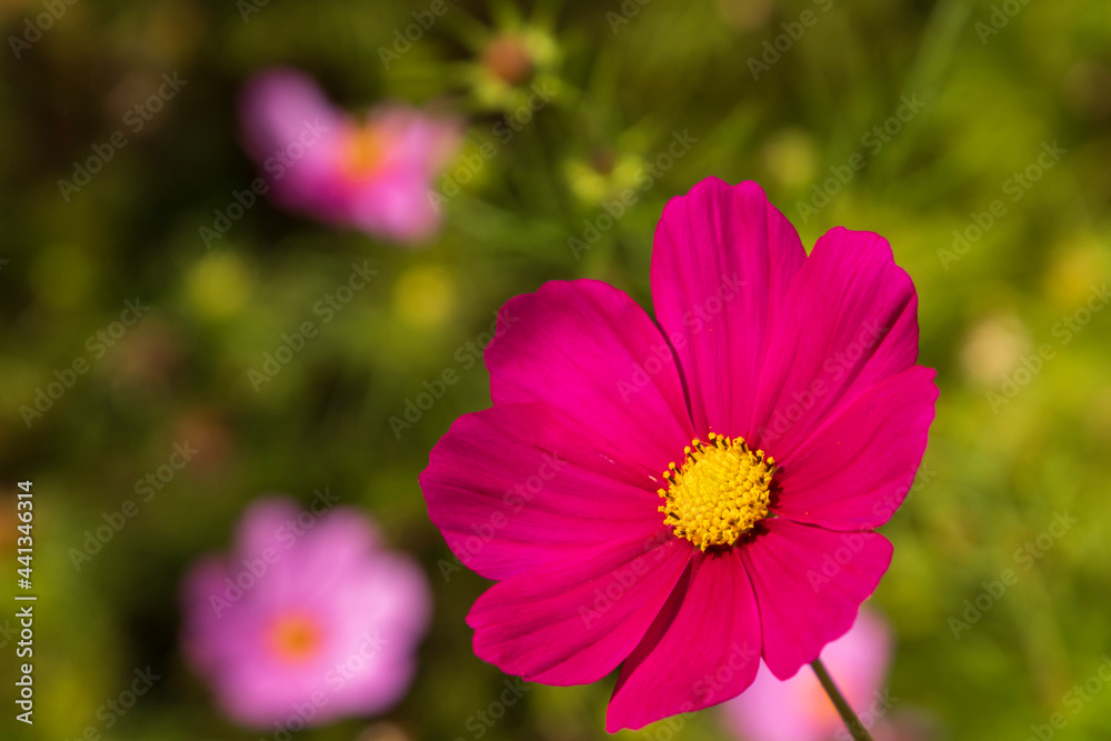 pink cosmos flower pink cosmos flower
