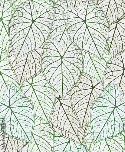 Caladium leaves on isolated white background,