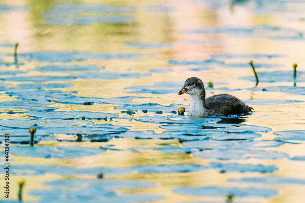 Coot chick, swims in the water looking for food, City park, Amsterdam north, Baanakkerspark, Netherlands, dutch wildlife Coot chick, swims in the water looking for food, City park, Amsterdam north, Baanakkerspark, Netherlands, dutch wildlife
