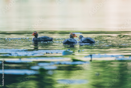 Coot chick, swims in the water looking for food, City park, Amsterdam north, Baanakkerspark, Netherlands, dutch wildlife