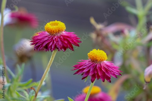 red and yellow flower