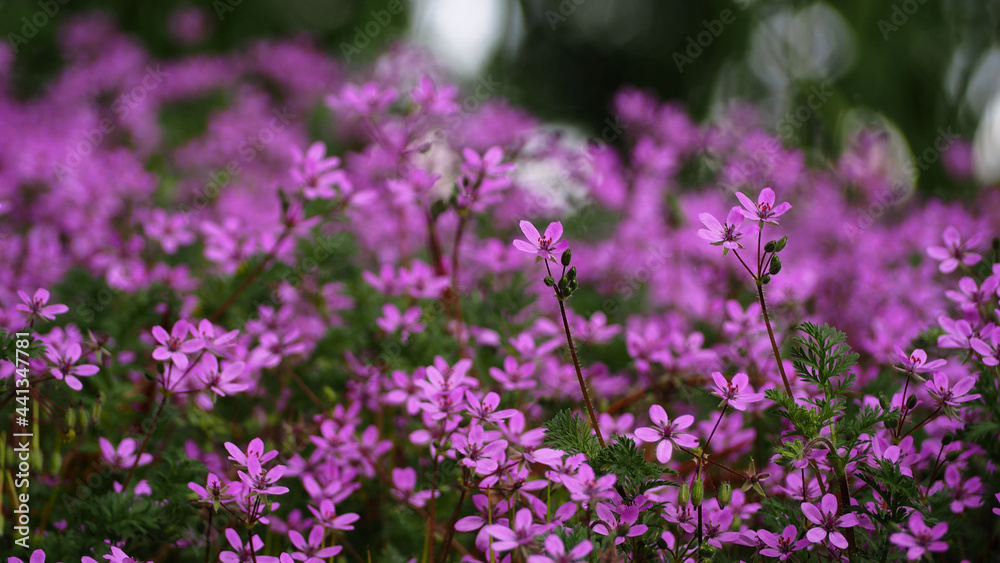 close many small bright pink flowers side view