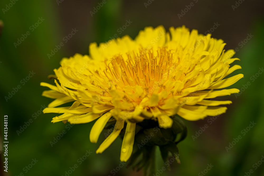 yellow dandelion flower yellow dandelion flower
