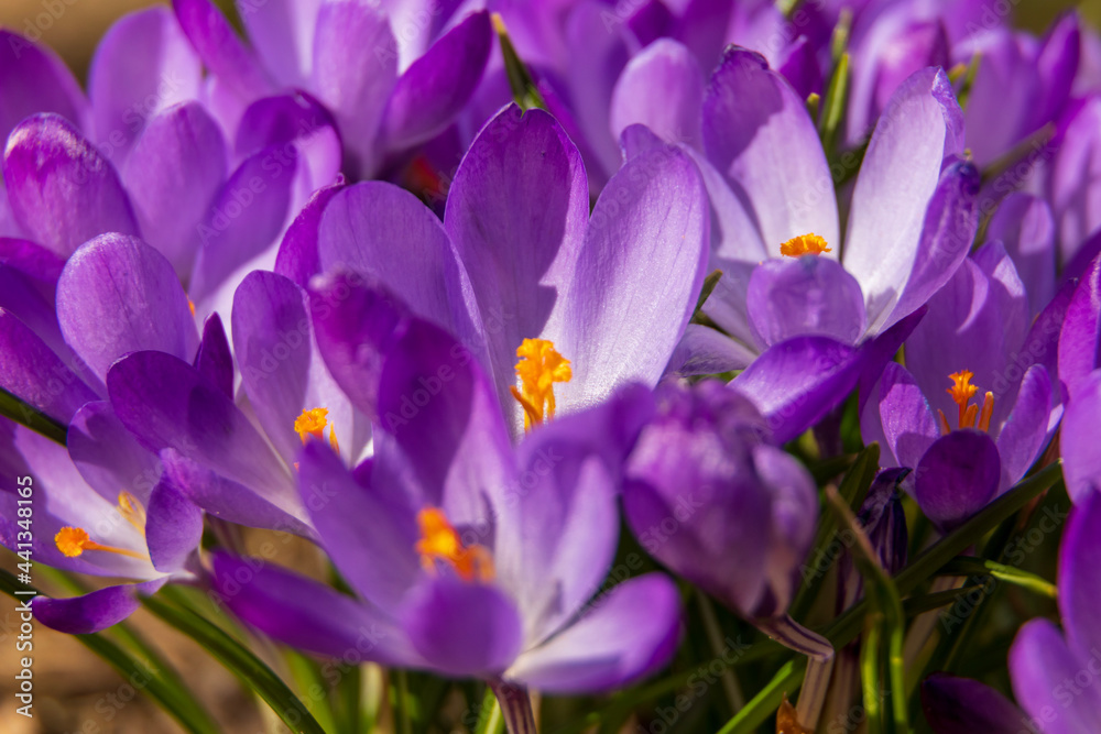 purple crocus flowers purple crocus flowers