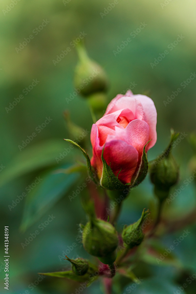 Obraz premium pink rose